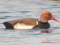 Red-crested Pochard